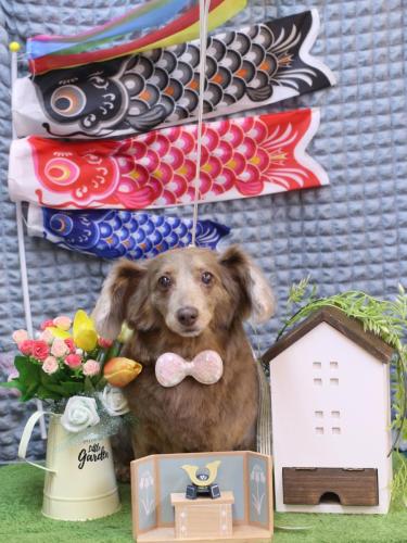 20230523桃ちゃん